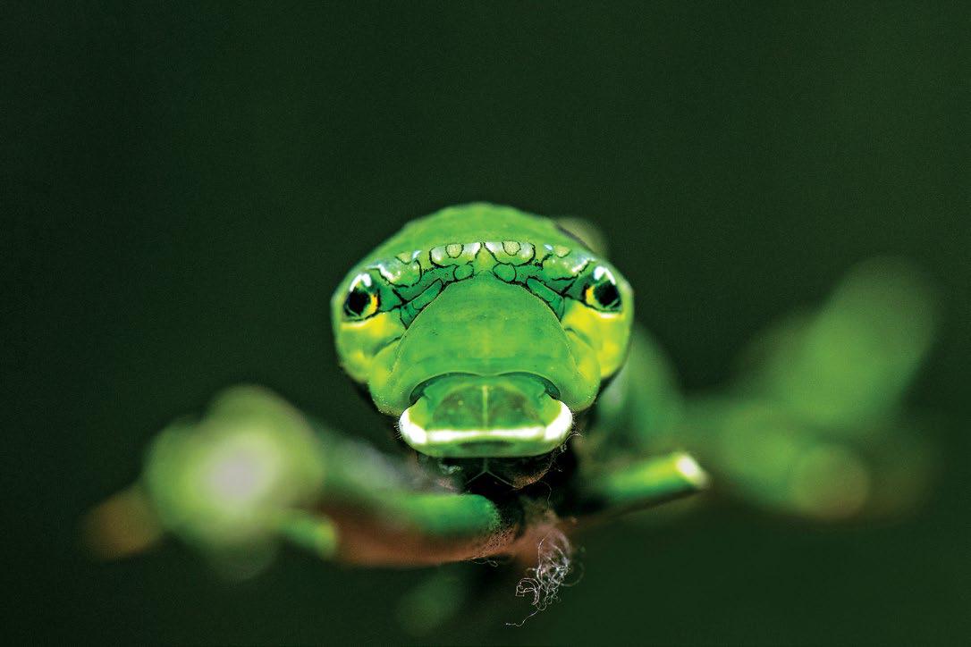 Macro Photography — Few Tips